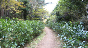 민오름(오라동)