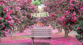 휴애리동백축제