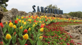 상효원튤립축제