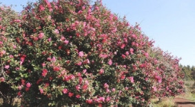 청초밭 억새친구 동백축제